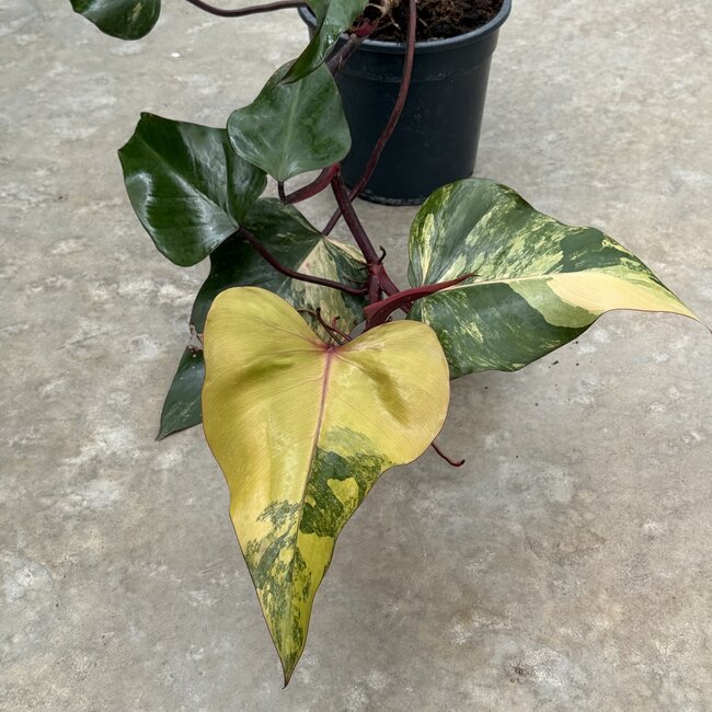 Strawberry Shake Variegata Ø19