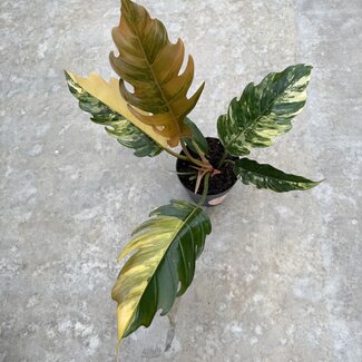Philodendron Caramel Marble ø15
