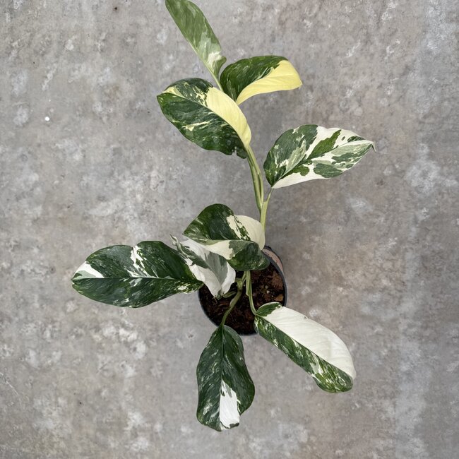 Lechleriana Albo Ø15