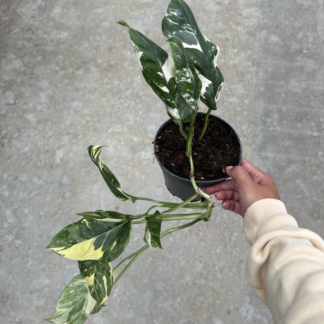 Lechleriana Albo Ø15