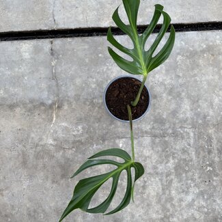 Monstera Flame Ø19
