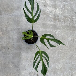 Monstera Flame Ø19