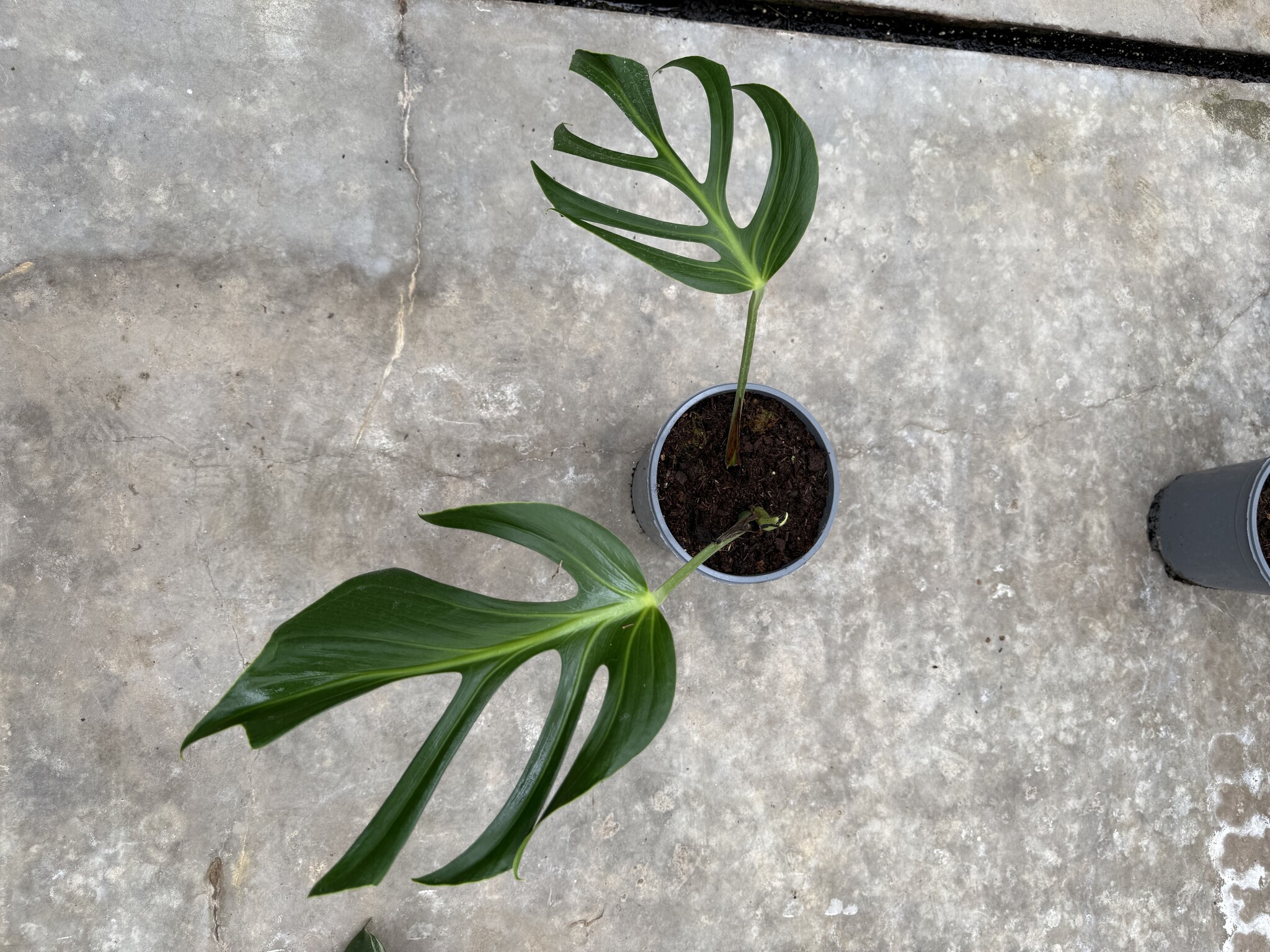 その他観葉植物 Monstera burle marx's flame Monstera Burle Marx Flame | medium – Costa Farms