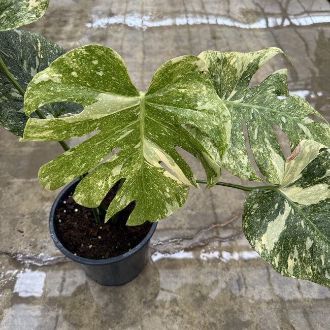 モンステラ・レガシー / Monstera 'Legacy'② Monstera Deliciosa 'LEGACY' モンステラ デリシオーサ レガシー