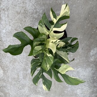 Raphidophora Tetrasperma (Ginny) Albo Variegata Ø15
