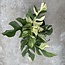 Tetrasperma (Ginny) White Monster Ø15
