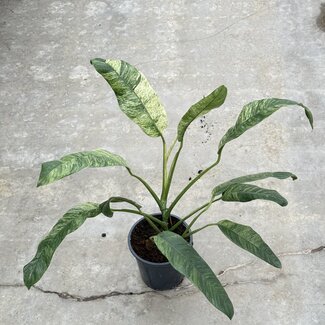 Epipremnum Giganteum Marble Variegated Ø15