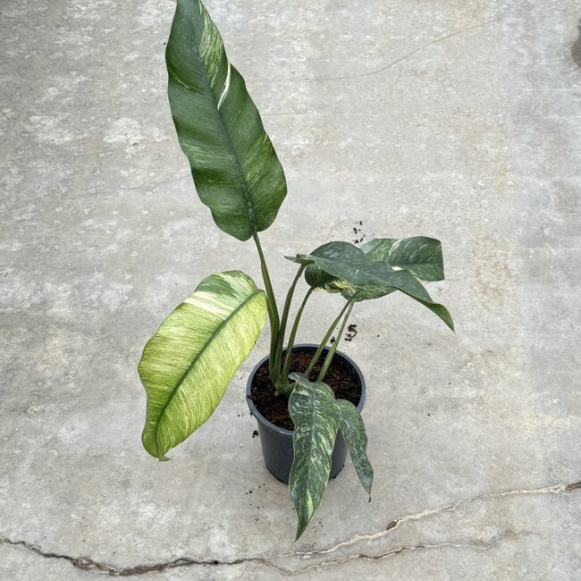 Giganteum Marble Variegated Ø15