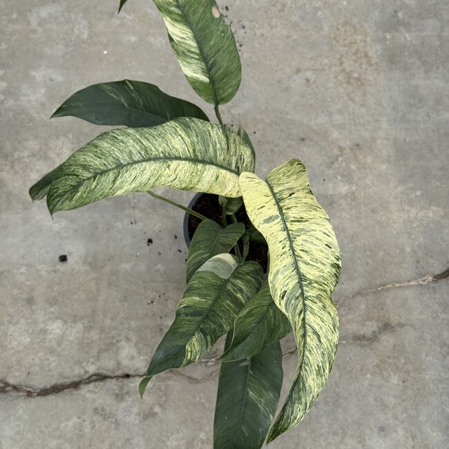 Giganteum Marble Variegated Ø15