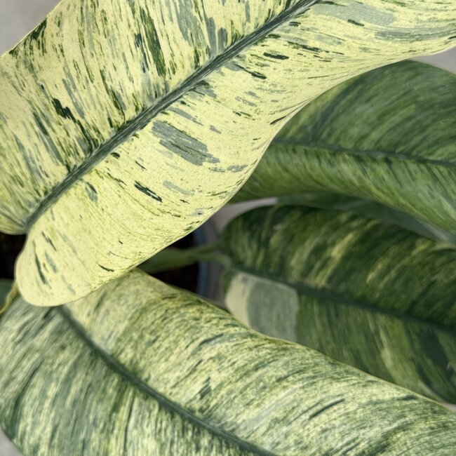 Giganteum Marble Variegated Ø15