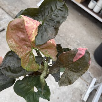 Syngonium Strawberry Ice Ø14