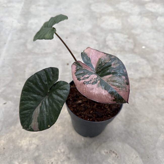 Serendipity Variegata ø15