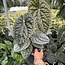 Luxurians Ø19