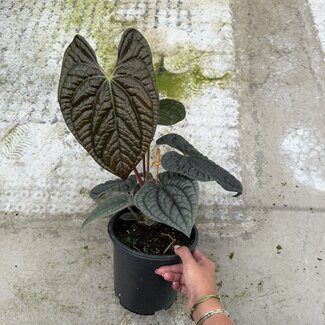 Anthurium Luxurians Ø19