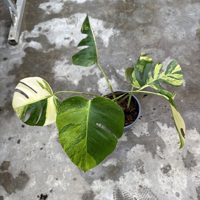 Deliciosa Aurea Variegated Ø19