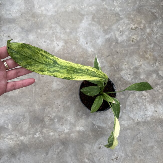 Vittarifolium Variegated Ø15