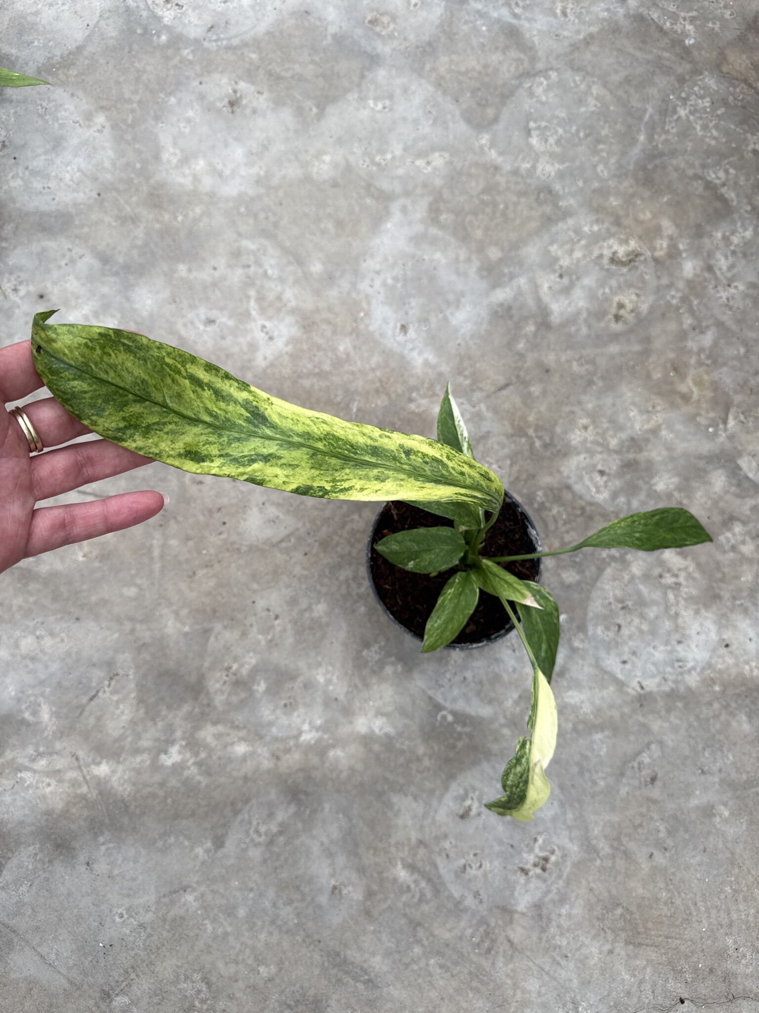 Anthurium Vittarifolium Variegated 15 | Limited Leaves - Limited Leaves