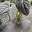Luxurians Ø19