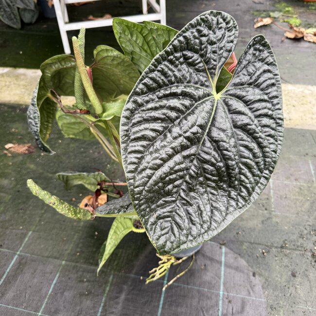 Luxurians Ø19