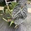 Luxurians Ø19