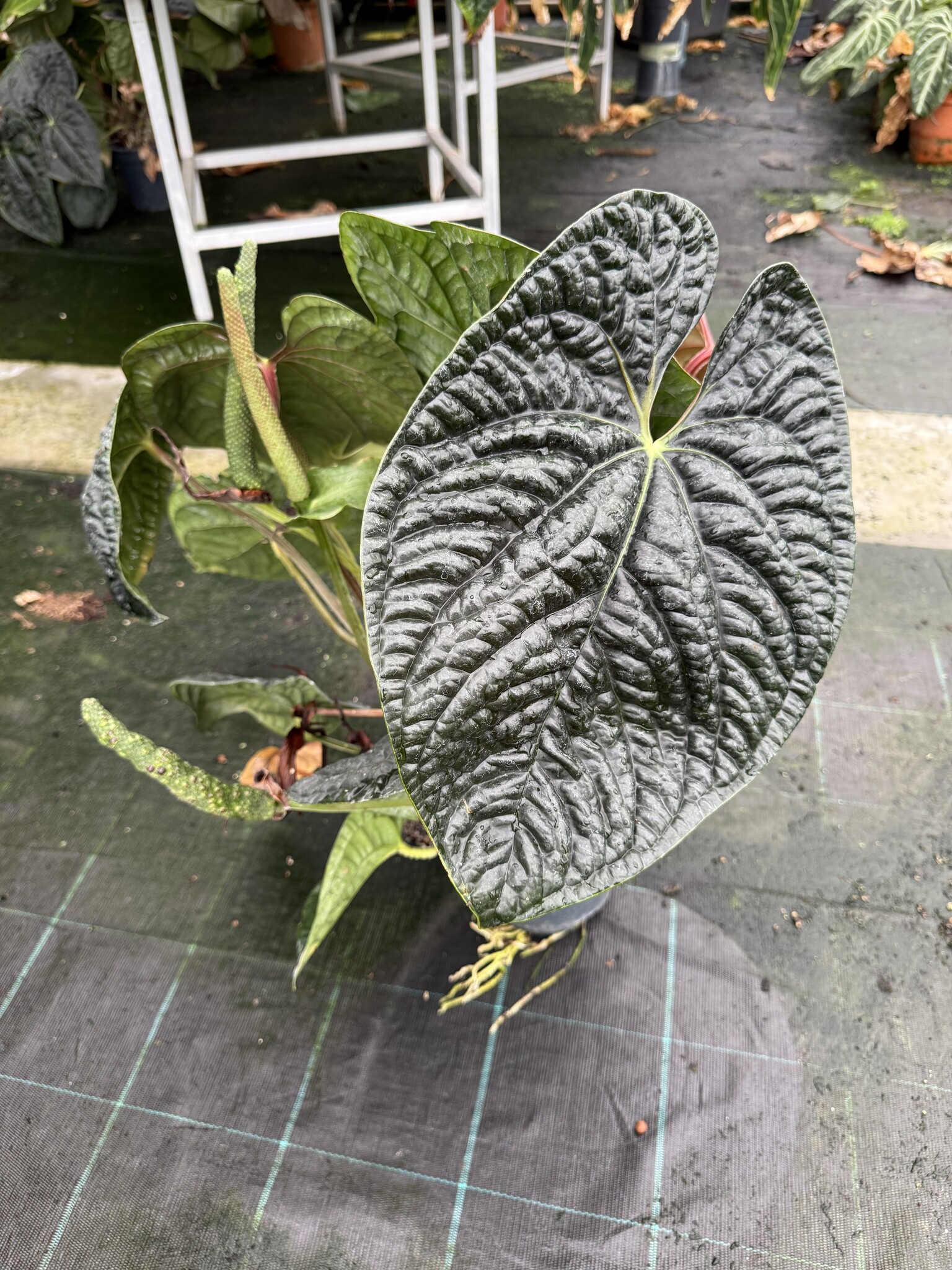 Anthurium luxurians silver ルクスリアンス Anthurium forgetii 'Silver' x luxurians, CAR-0344 – Carnivero