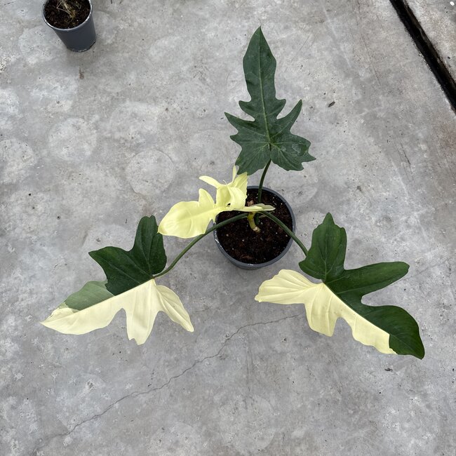 Golden Dragon Albo Variegated Ø19