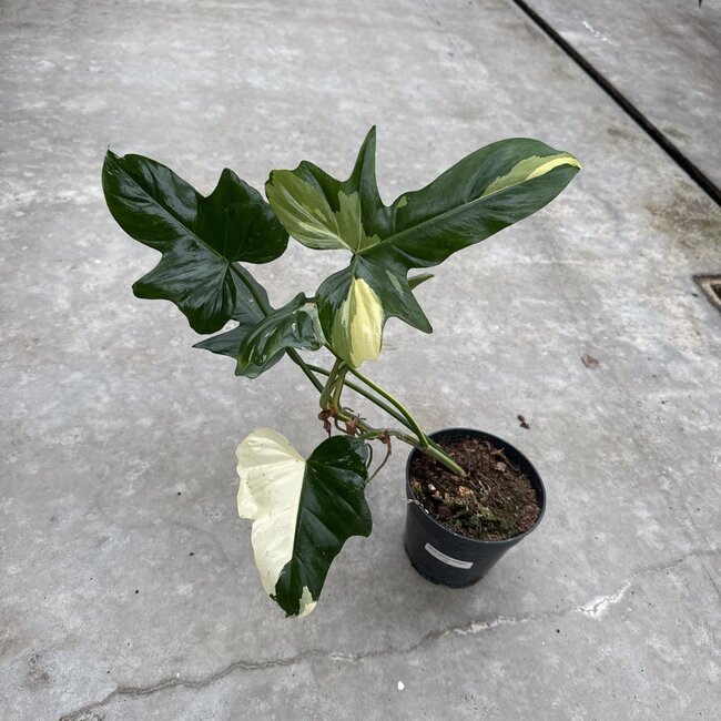 Golden Dragon Albo Variegated Ø19