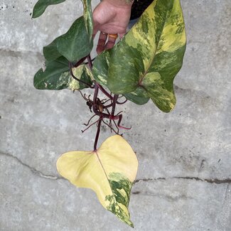 Philodendron Strawberry Shake Variegata Ø19