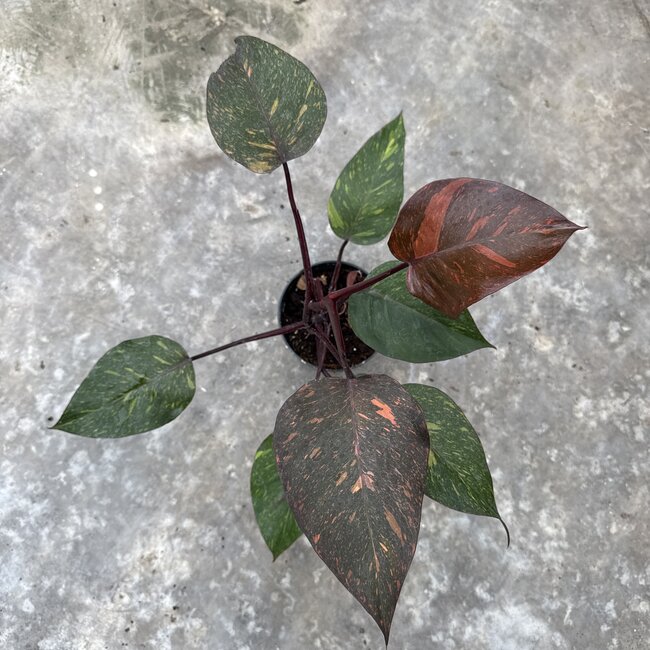 Orange Princess Galaxy Ø15