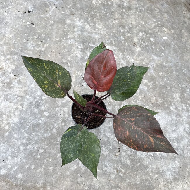 Orange Princess Galaxy Ø15