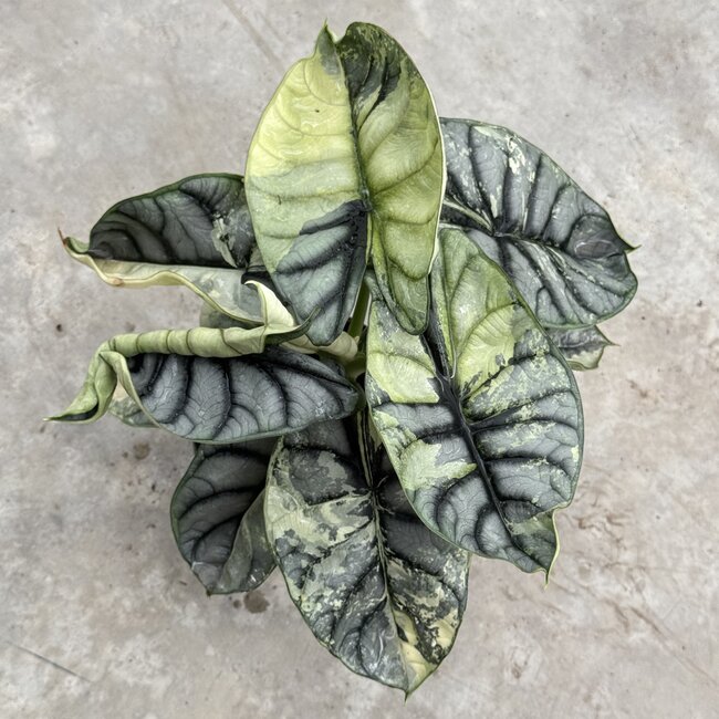 Silver Dragon Variegata Ø15