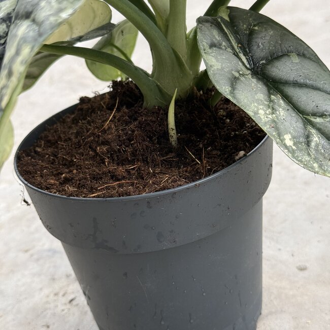 Silver Dragon Variegata Ø15