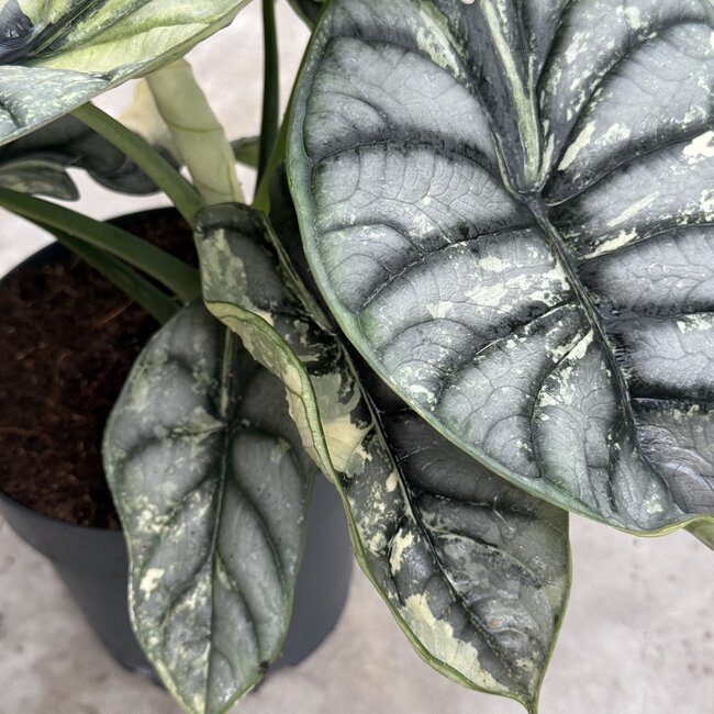 Silver Dragon Variegata Ø15