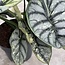 Silver Dragon Variegata Ø15