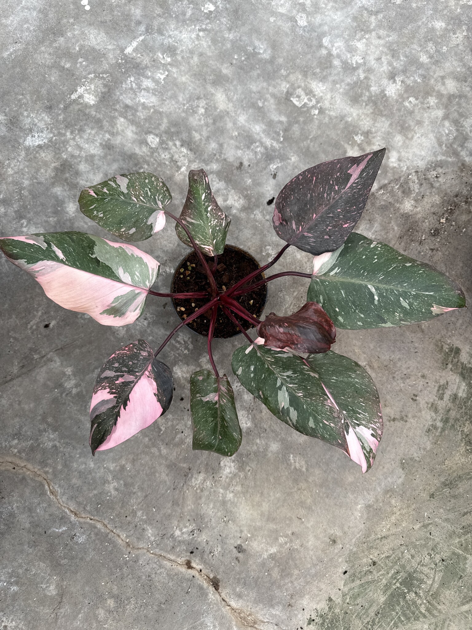 Philodendron Pink Galaxy 14 | Limited Leaves - Limited Leaves