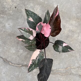 Philodendron Pink Galaxy Ø14