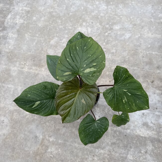 Rubescens Stardust Variegata Ø15