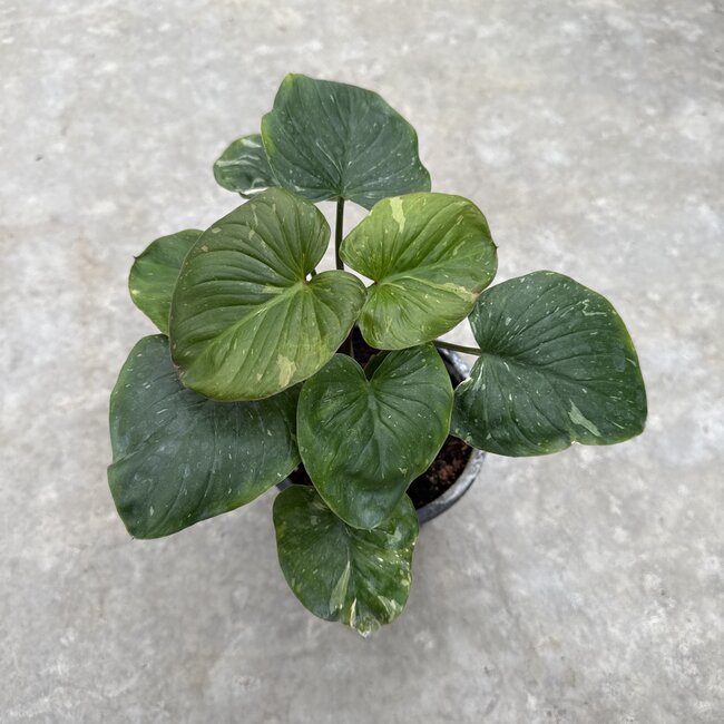 Rubescens Stardust Variegata Ø15