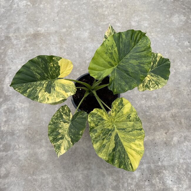 Gageana Aurea Variegata Ø19