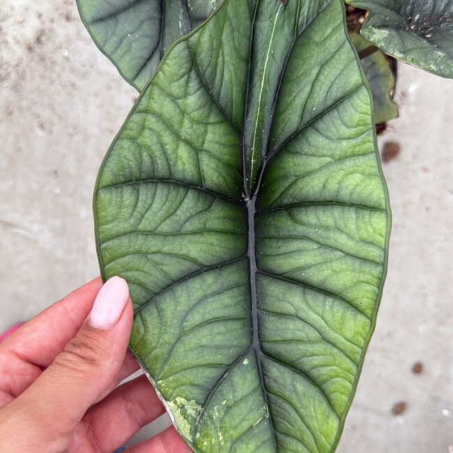 Silver Dragon Variegata Ø15