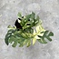 Tetrasperma (Ginny) White Monster Ø15