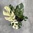Tetrasperma (Ginny) White Monster Ø15