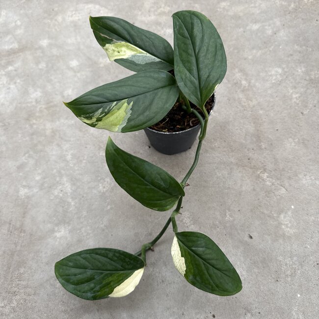 Acacoyaguensis Albo ø14