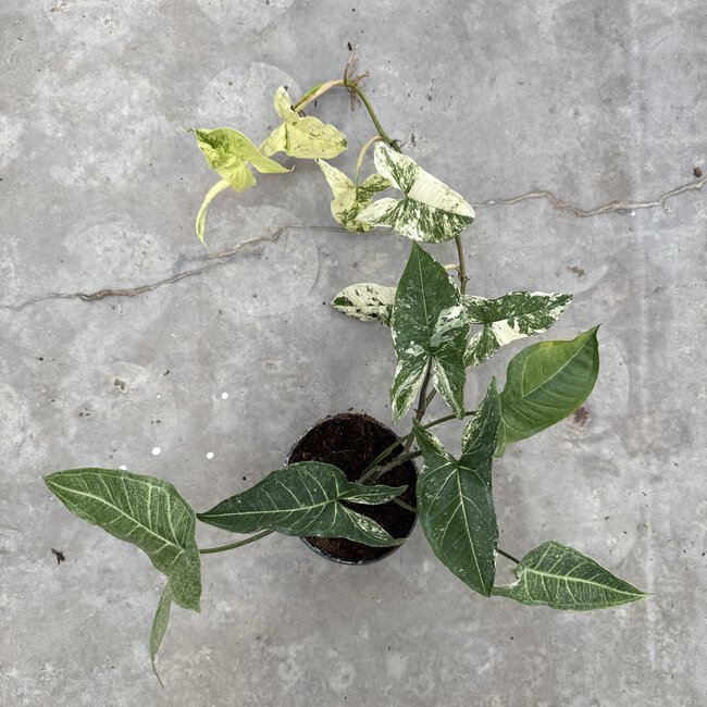 Batik Variegated Ø15