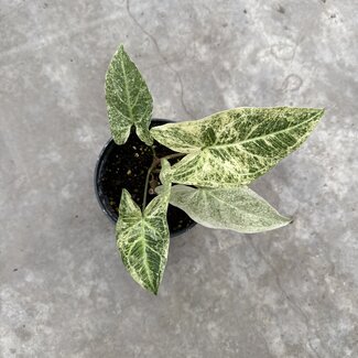 Syngonium Batik Variegated Ø15