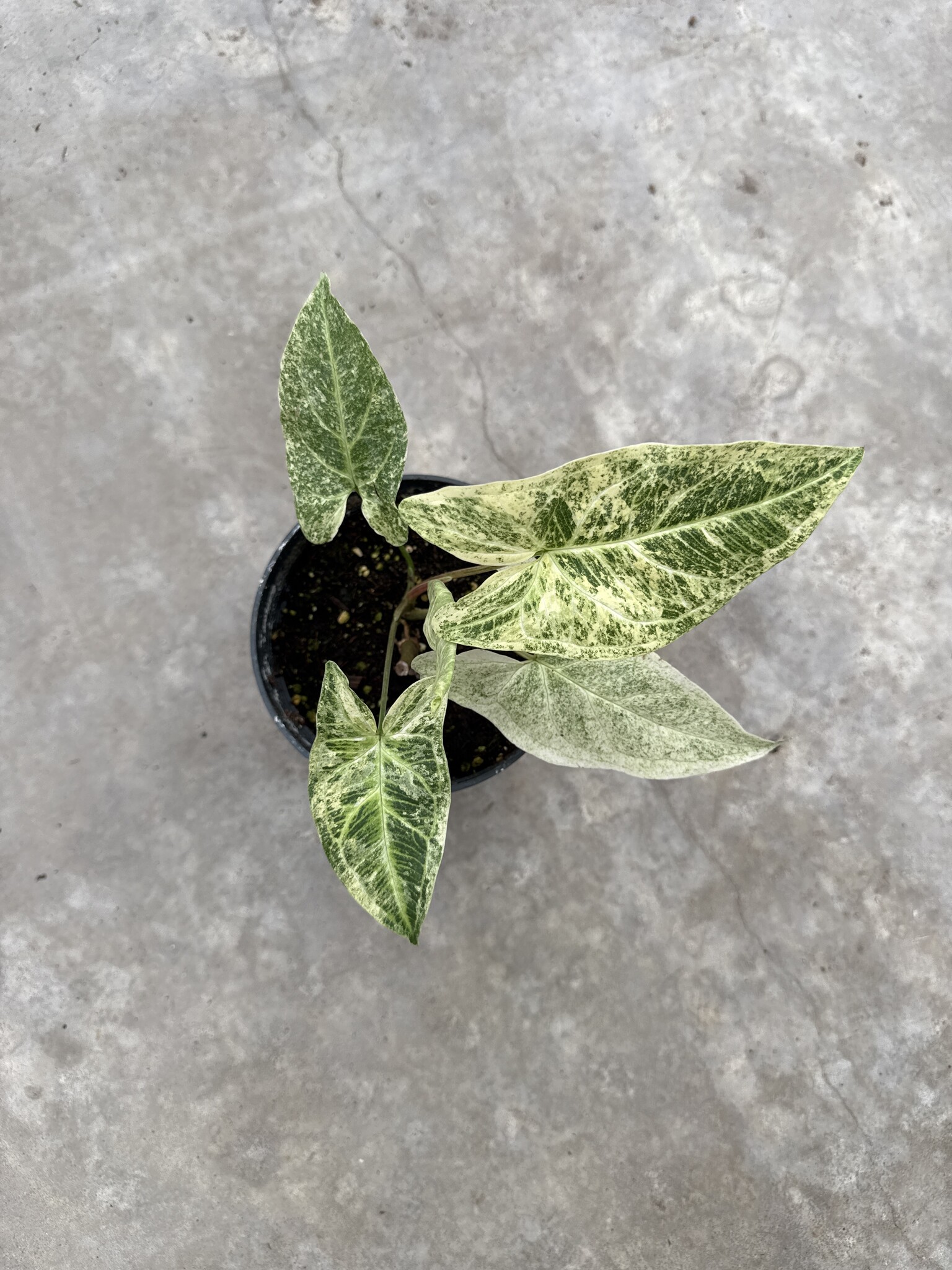 bio saatgut demeter Aubergine Rotonda di Rosa Samen  Demeter-zertifiziert