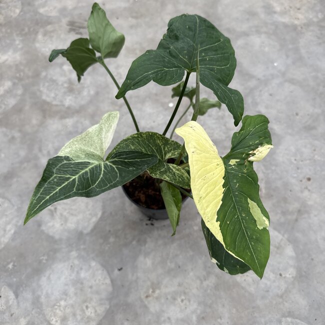 Batik Variegated Ø15