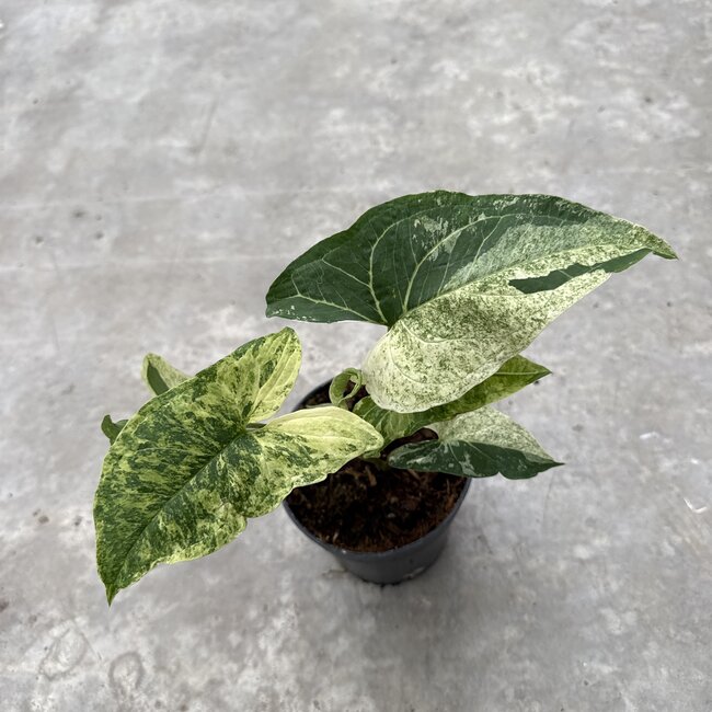 Batik Variegated Ø15