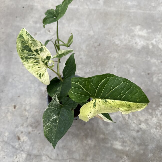 Batik Variegated Ø15