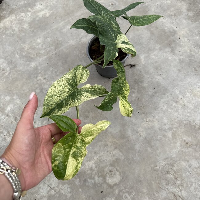 Batik Variegated Ø15